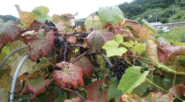 然菜園　自然果樹入門コース